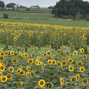 A sunflower field in the French countryside, capturing the golden tones and natural palette that inspire holiday colour collections for sewing projects.