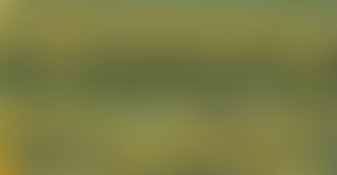 A sunflower field in the French countryside, capturing the golden tones and natural palette that inspire holiday colour collections for sewing projects.