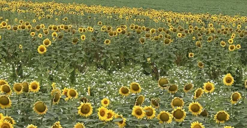 A sunflower field in the French countryside, capturing the golden tones and natural palette that inspire holiday colour collections for sewing projects.