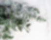 elegant-eucalyptus-background_edited.jpg