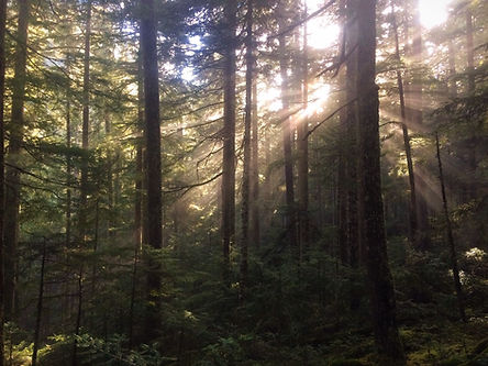 OETC trees_edited_edited.jpg