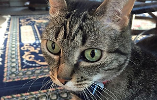 House cat cat sitter in Birmingham AL