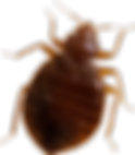 Buy bed bugs live bed bug photo