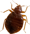 Buy bed bugs live bed bug photo