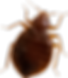 Buy bed bugs live bed bug photo