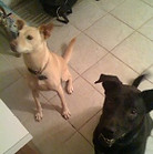 Red dog sitting service testimonials