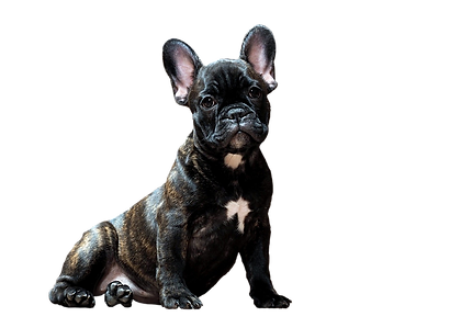 Let's train your dog together