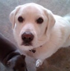 Red dog sitting service testimonials