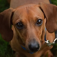 Dachshund Red Dog Sitting Dog Sitter in Birmingham, AL