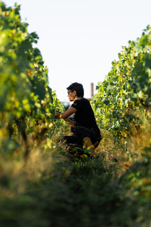 COLLIN_Vendanges_2023-52