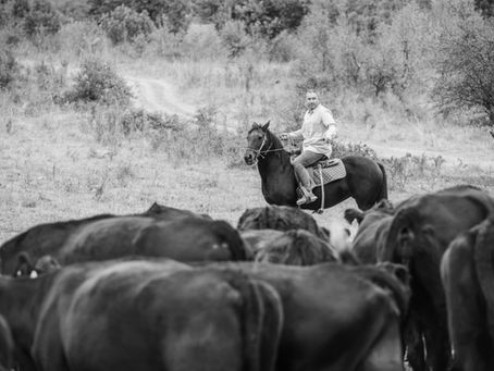 Transformarea agriculturii cu ferme regenerative Angus