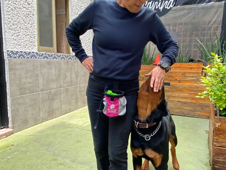 Los perros no son mascotas