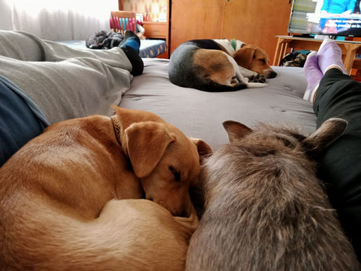Huéspedes guardería Pata de perro Azcapotzalco o