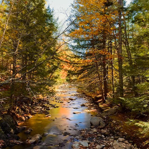 Landscape and Wildlife Photography