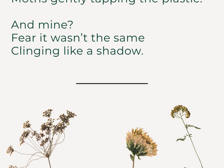The Shadow