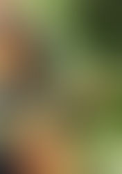 ΝΟΕΜΒΡΙΟΣ / NOVEMBER