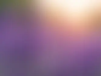 Frascos de óleo essencial de lavanda francesa sobre mesa de madeira com ramos de lavanda ao redor e difusor em segundo plano