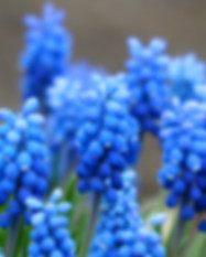 葡萄花.jpeg