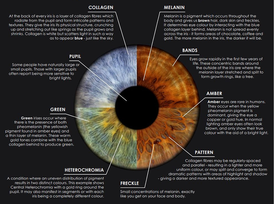 iris info sheet.JPG