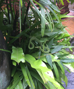 Phnom Kulen National Park Waterfall