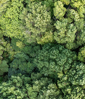 Carbon Farming (2).jpeg