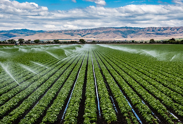 irrigation.jpeg