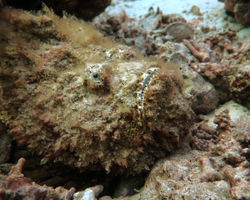 Can you spot the fish?