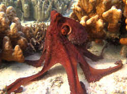 Reef octopus