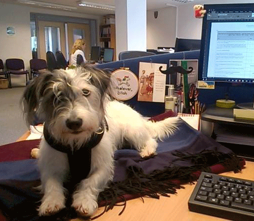 A photo of dog in the workplace. 