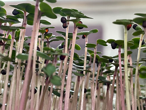 Grünkohl Microgreen