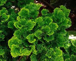 Chamaecyparis obtusa
