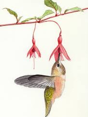 Hummingbird Plants