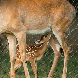 Ausflug mit den Kindern in das Niendorfer Gehege