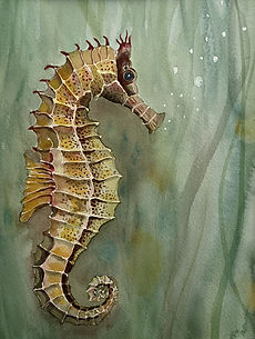 Kim Rolfs 1 Seahorse.jpeg