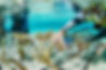 4_Indonesia transplantation_credit Julien Holleville _ coral guardian.jpg