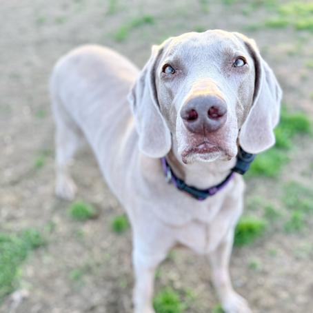 Bentley, 6yo Male