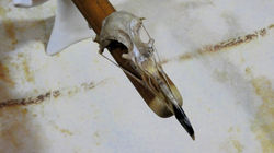 Seagull Skull
