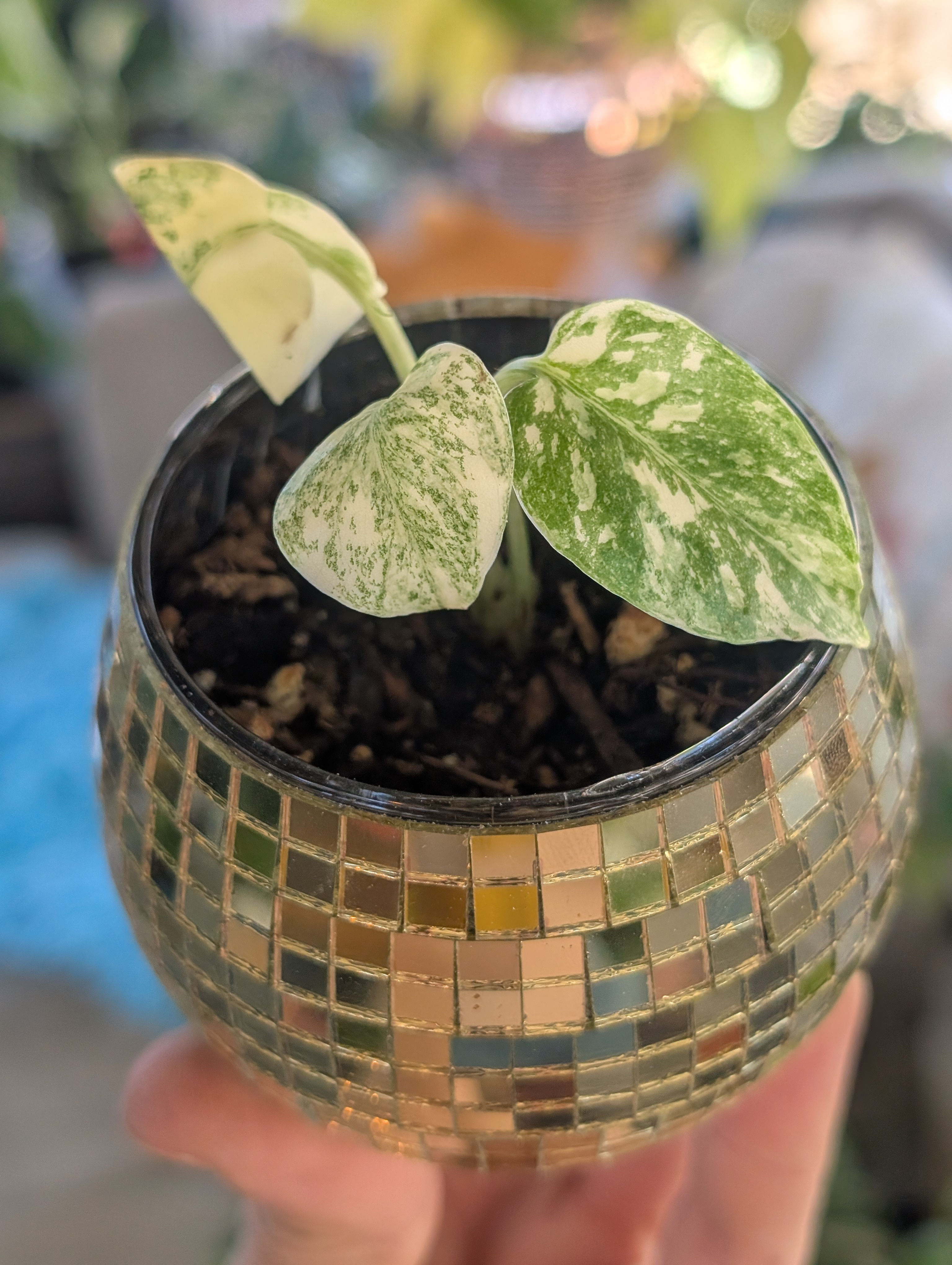 Rare Creme Brulee Monstera Plant in 3-Inch Disco Ball Planter