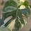 Thumbnail: Unicorn Thai Constellation Monstera Half-Leaf Platinum Hybrid Two Plant Set