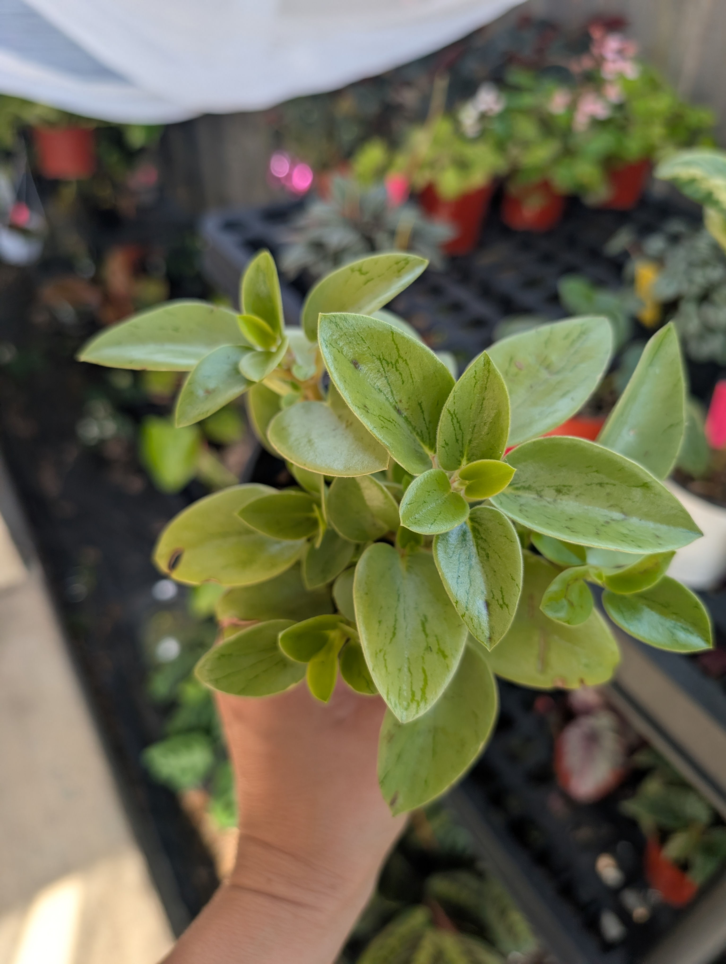 Peperomia Pixie (4" Pot)