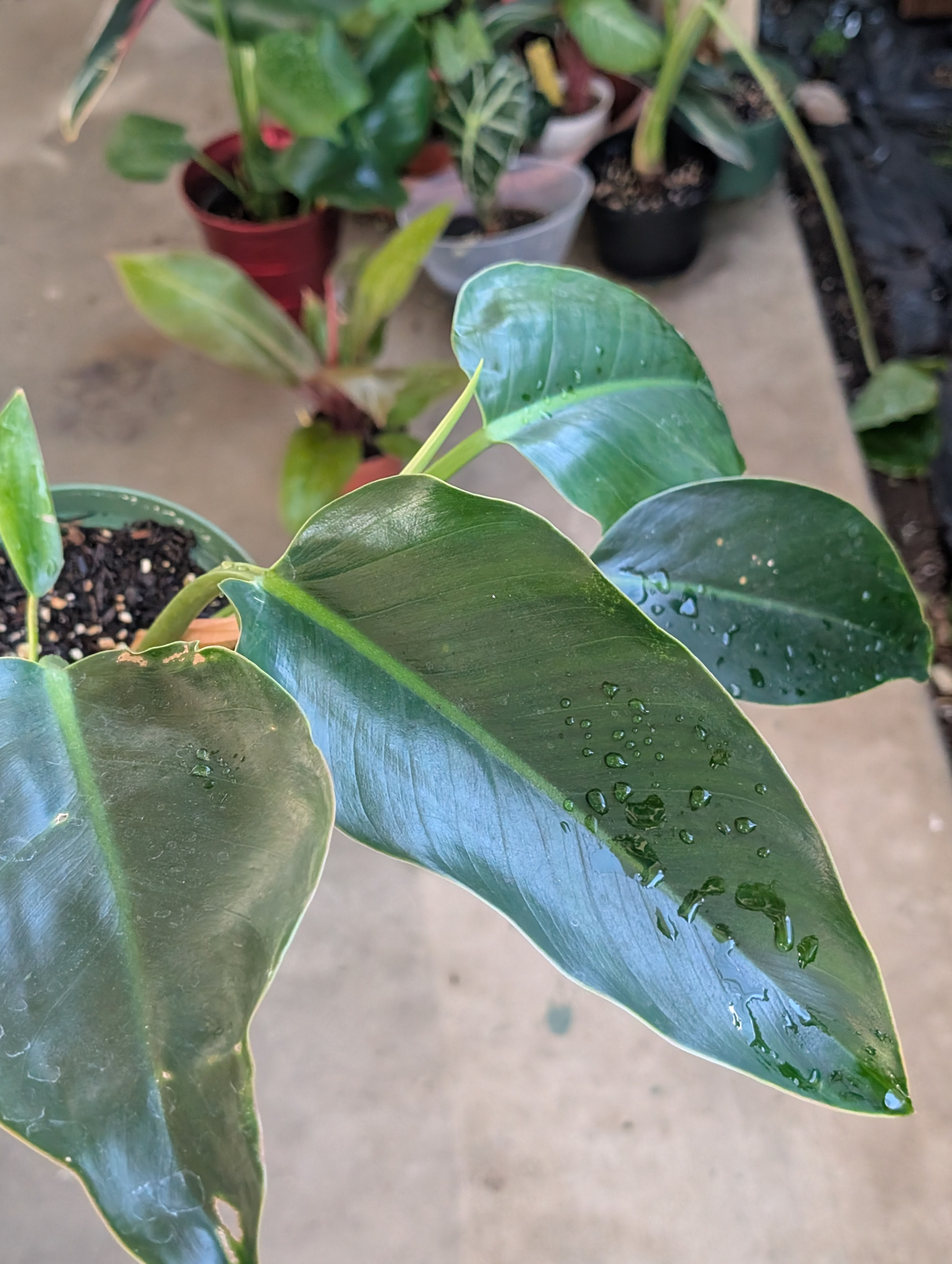 Philodendron 'green congo'