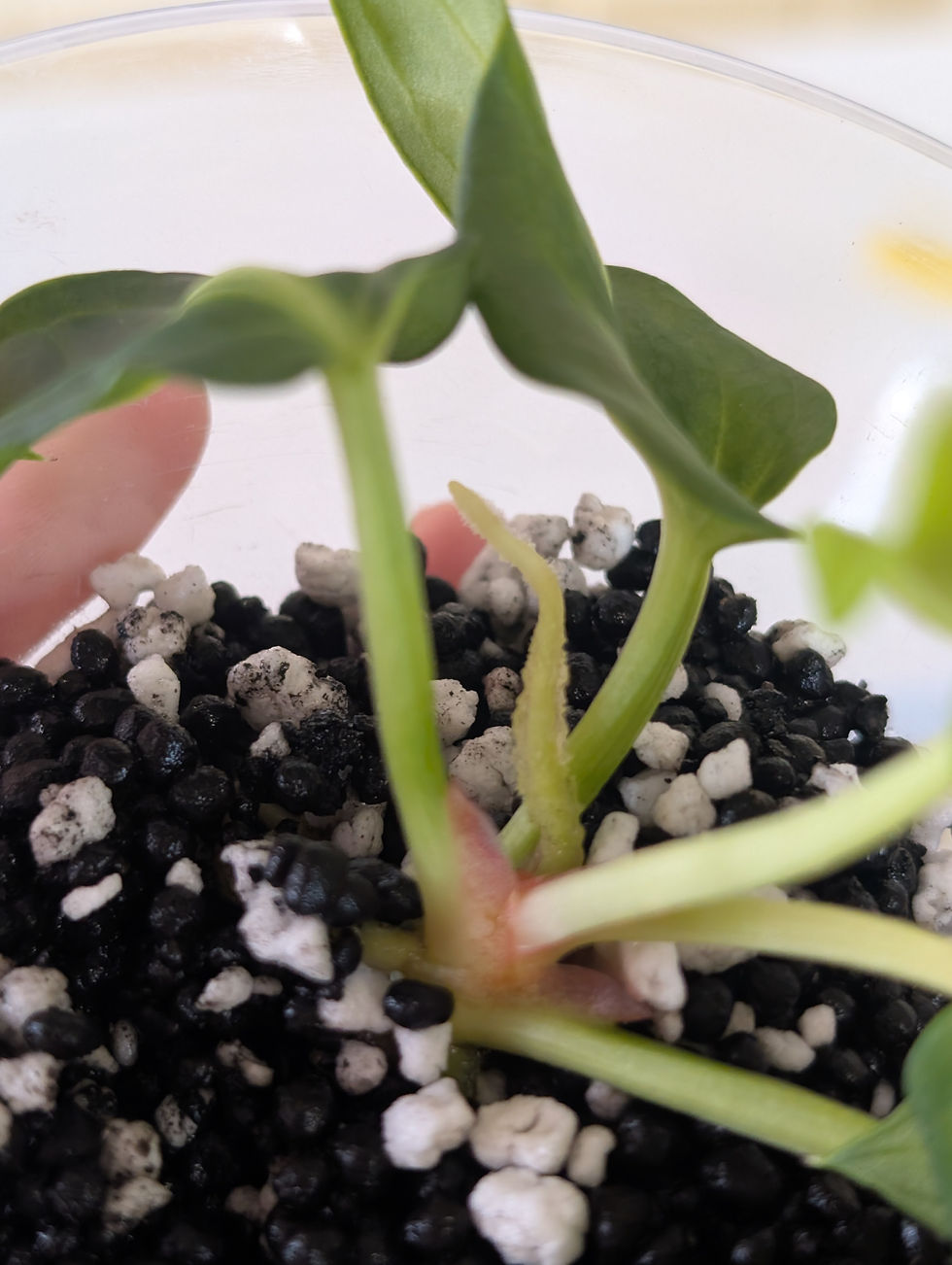 Thumbnail: Anthurium Variegated Dark Phoenix