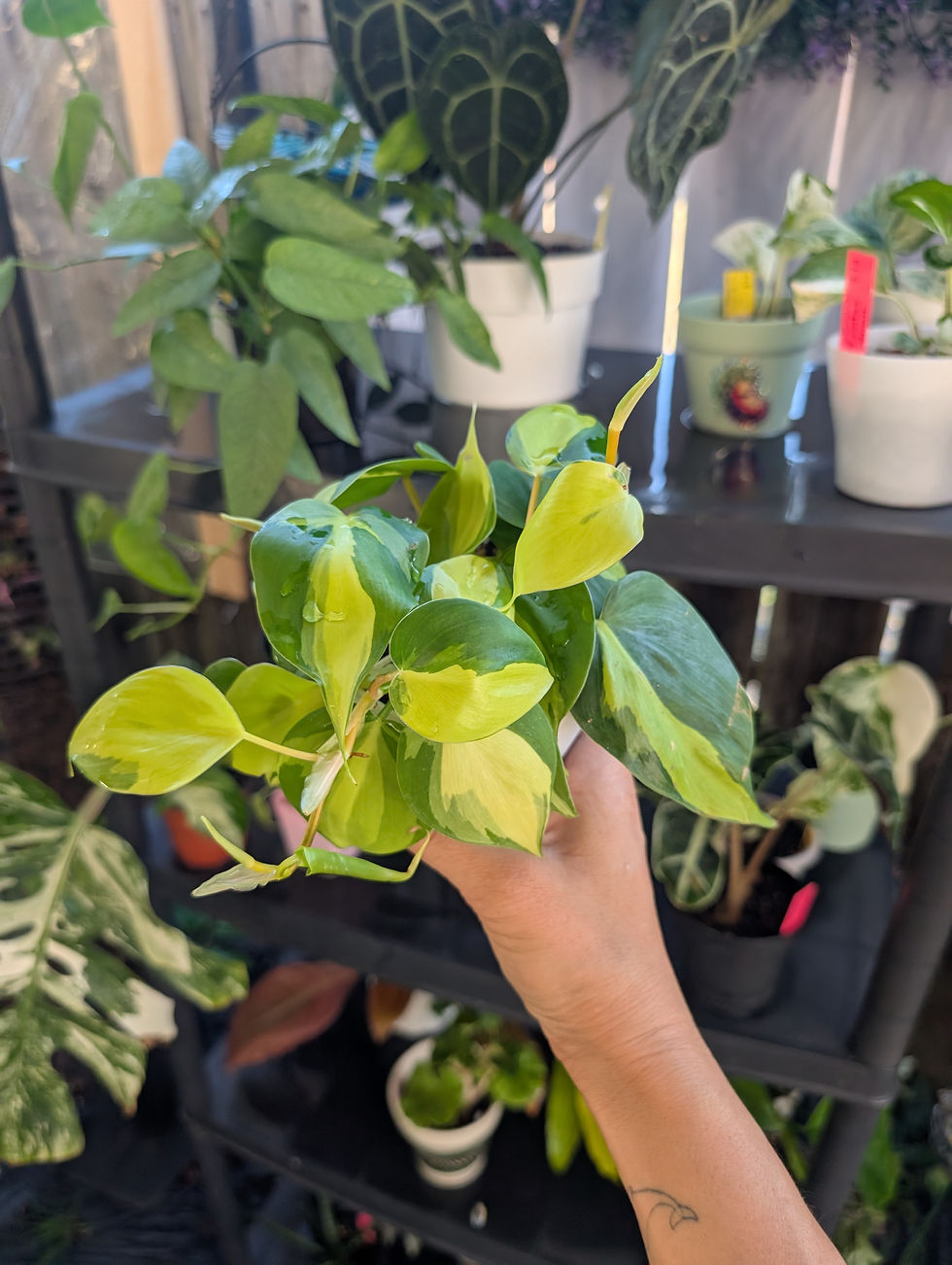 Thumbnail: Philodendron hederaceum 'brasil' in white pot