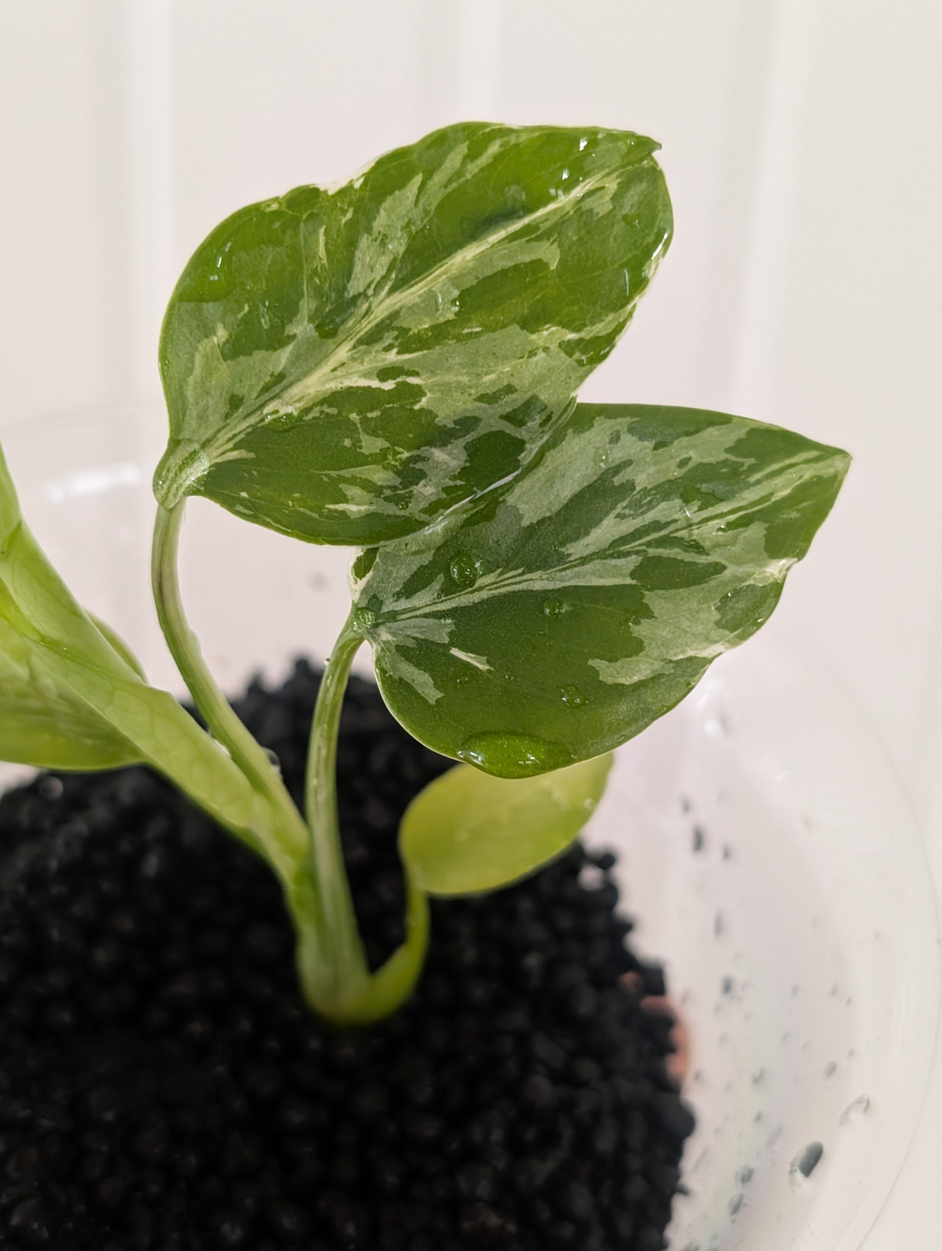 Monstera 'bulbasaur' Plantet