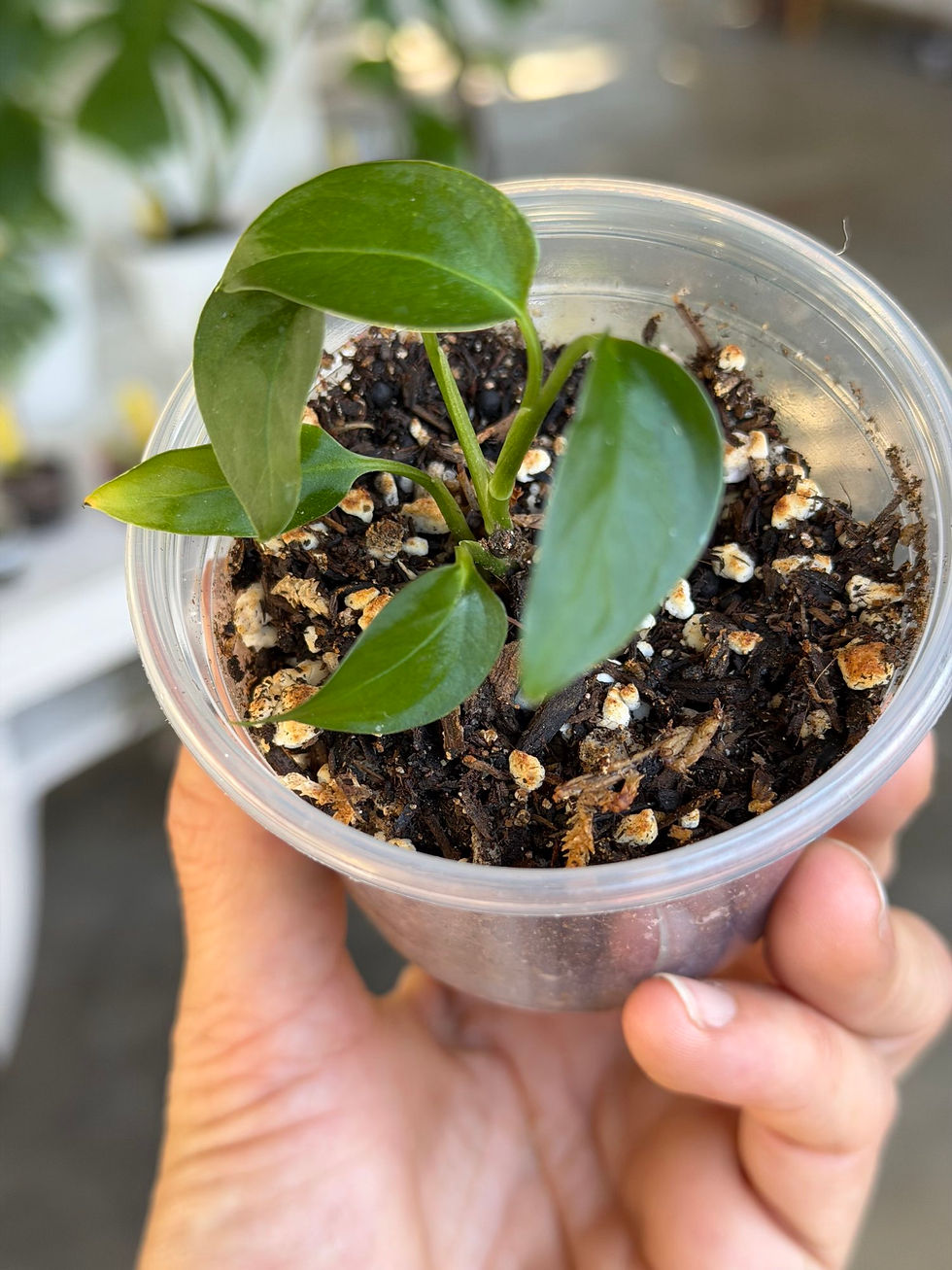Thumbnail: Monstera obliqua Napo’