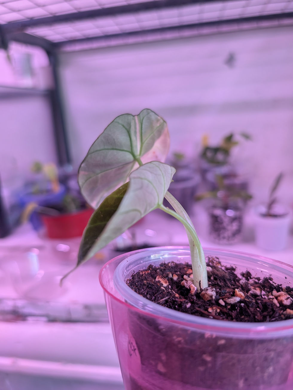 Thumbnail: Alocasia reginula 'black velvet pink'
