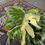 Thumbnail: High Variegation Monstera Thai Constellation Plant with Strong Roots
