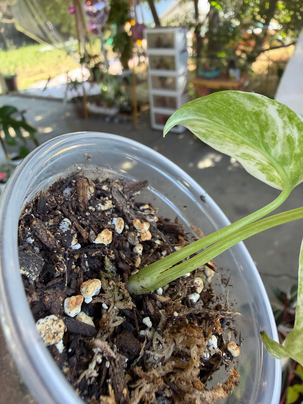 Thumbnail: Monstera deliciosa ‘Green Snow’