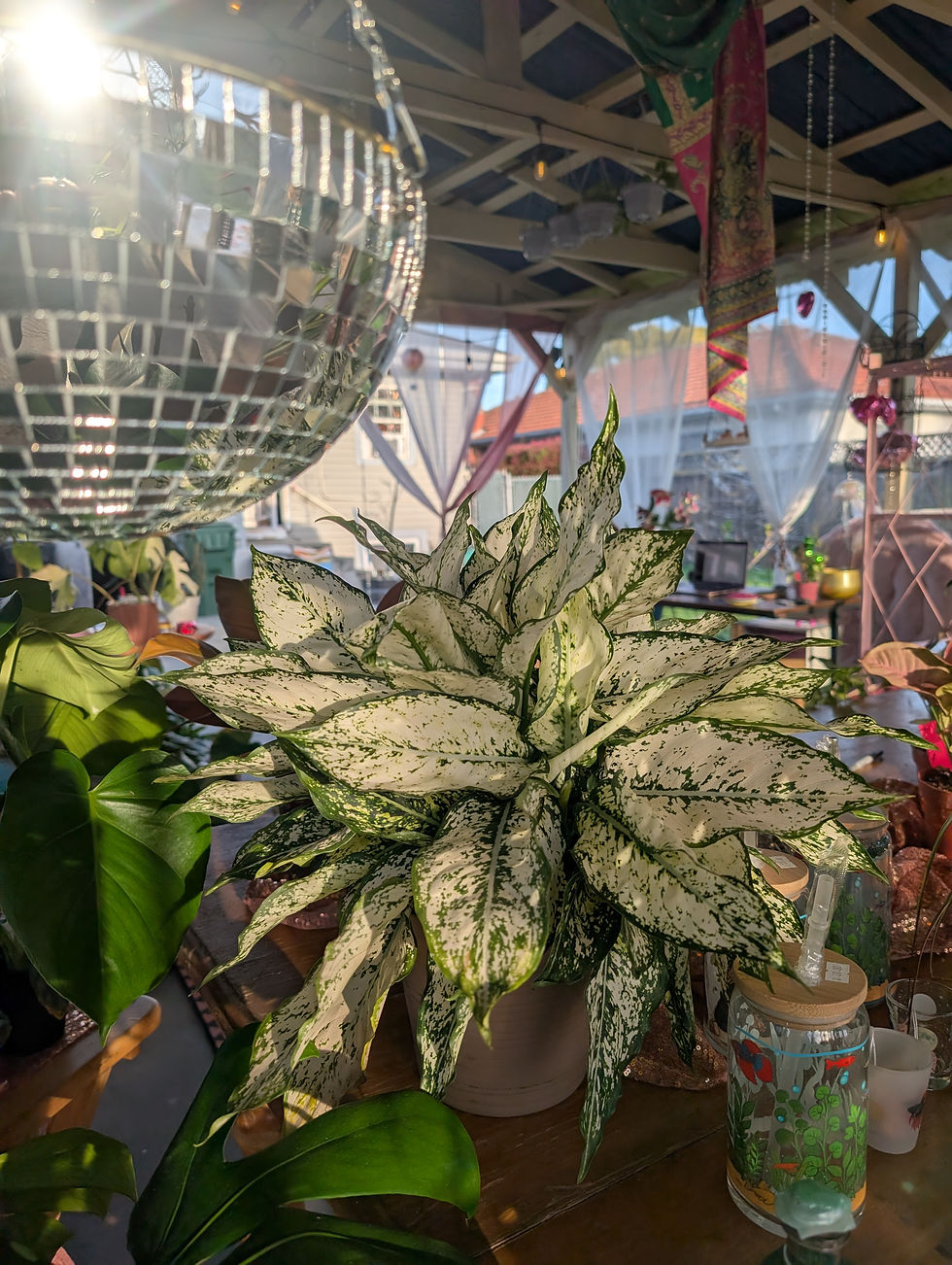 Thumbnail: Aglaonema 'First Diamond'