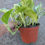 Thumbnail: Epipremnum aureum 'marble queen'